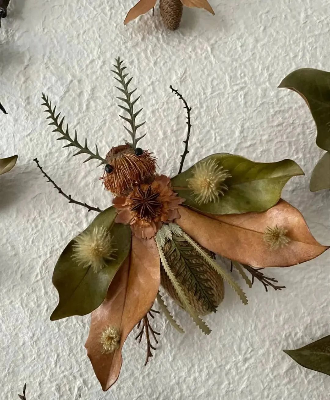 阿瓜｜植物と昆虫の標本作り