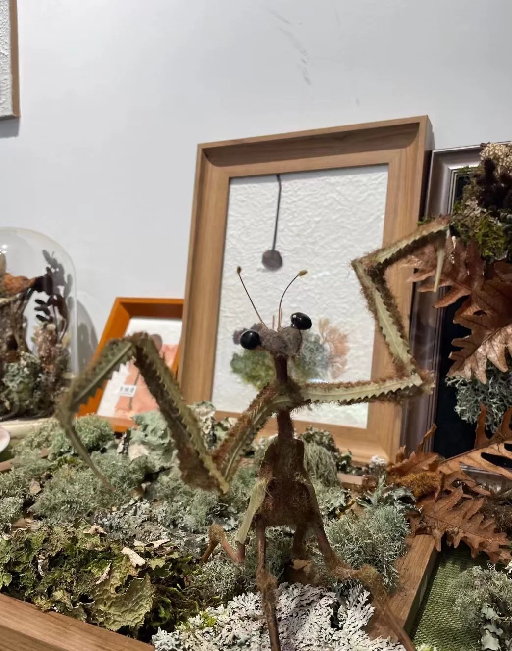 阿瓜｜植物と昆虫の標本作り