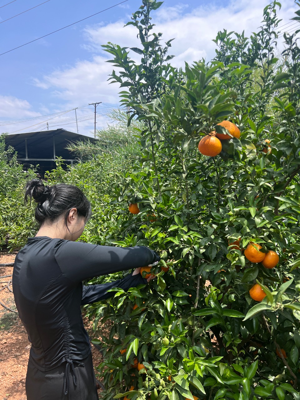 在碧蓝的金沙江划桨板 | 去对岸采摘沃柑 2