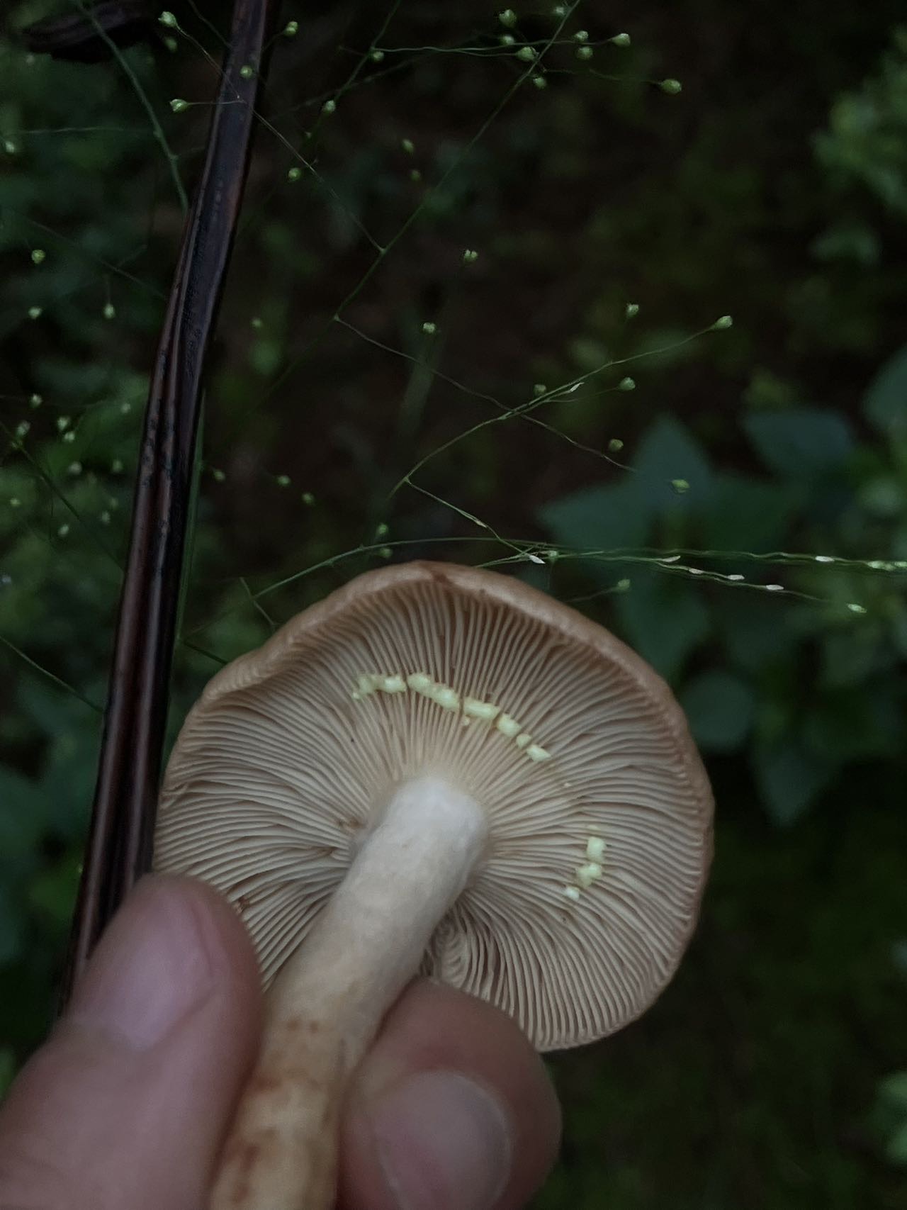 活动正文图片