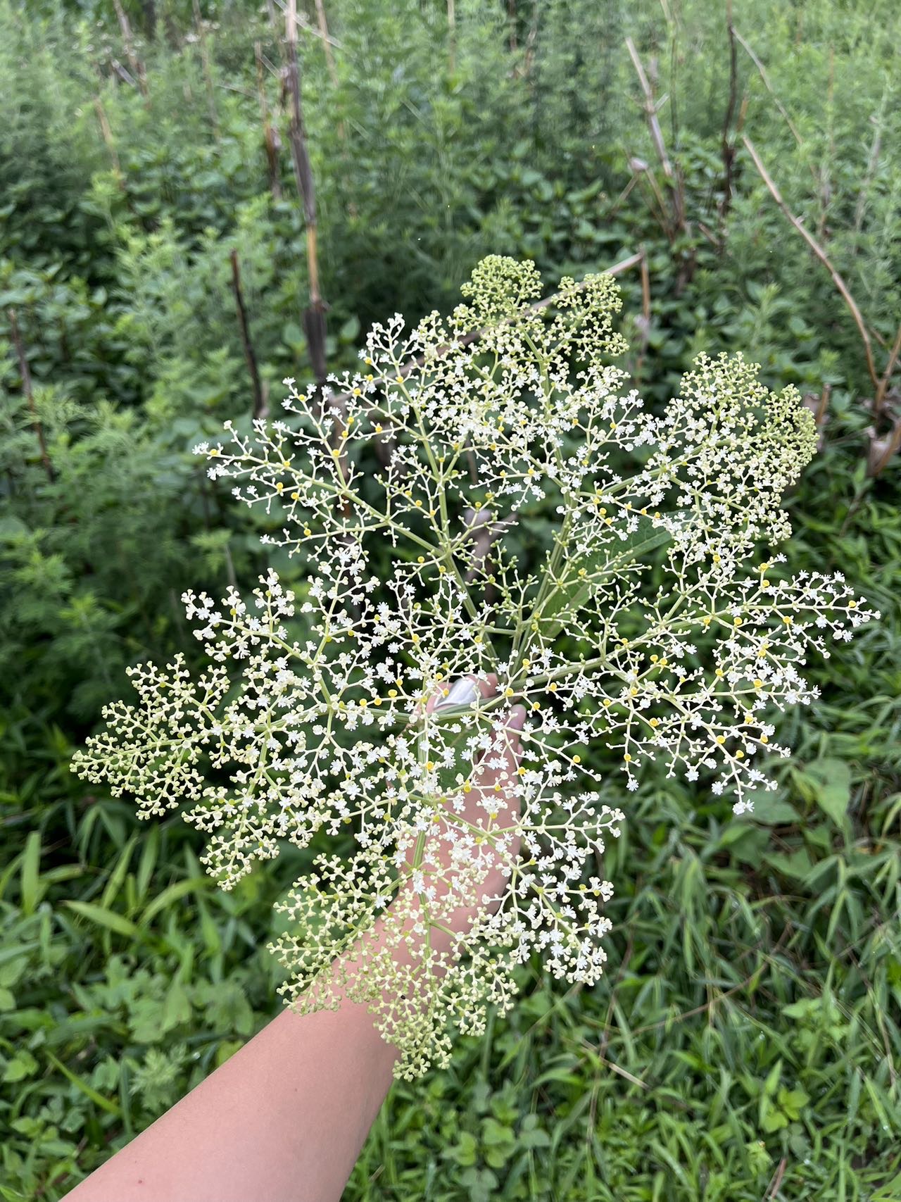 活动正文图片