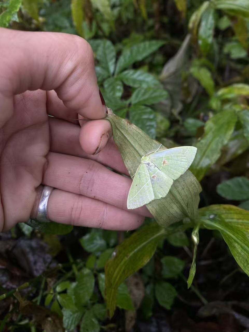 창산 야생 산책로에서 솔방울 줍기 | 지자오암에서 채식 식사