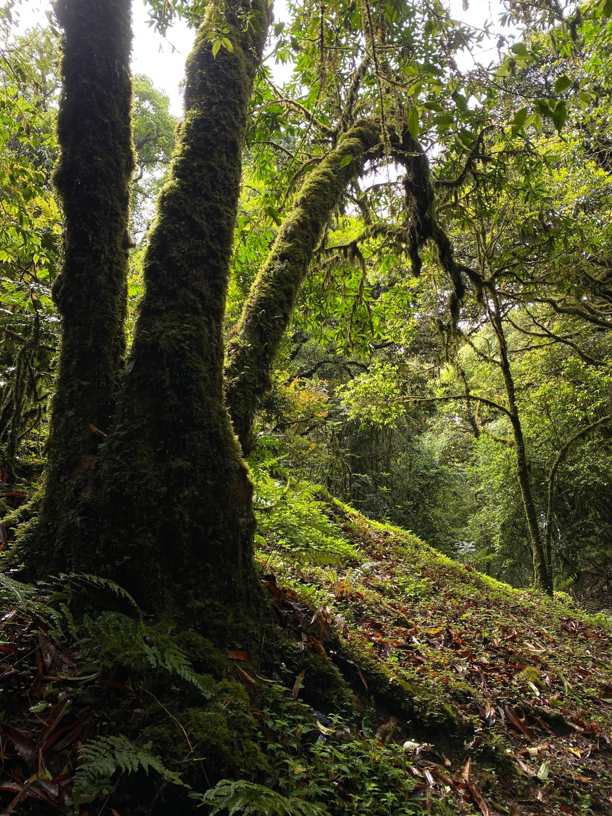 Hanhan's Ailao Mountain Forest Hiking (2-Day Trip) 2