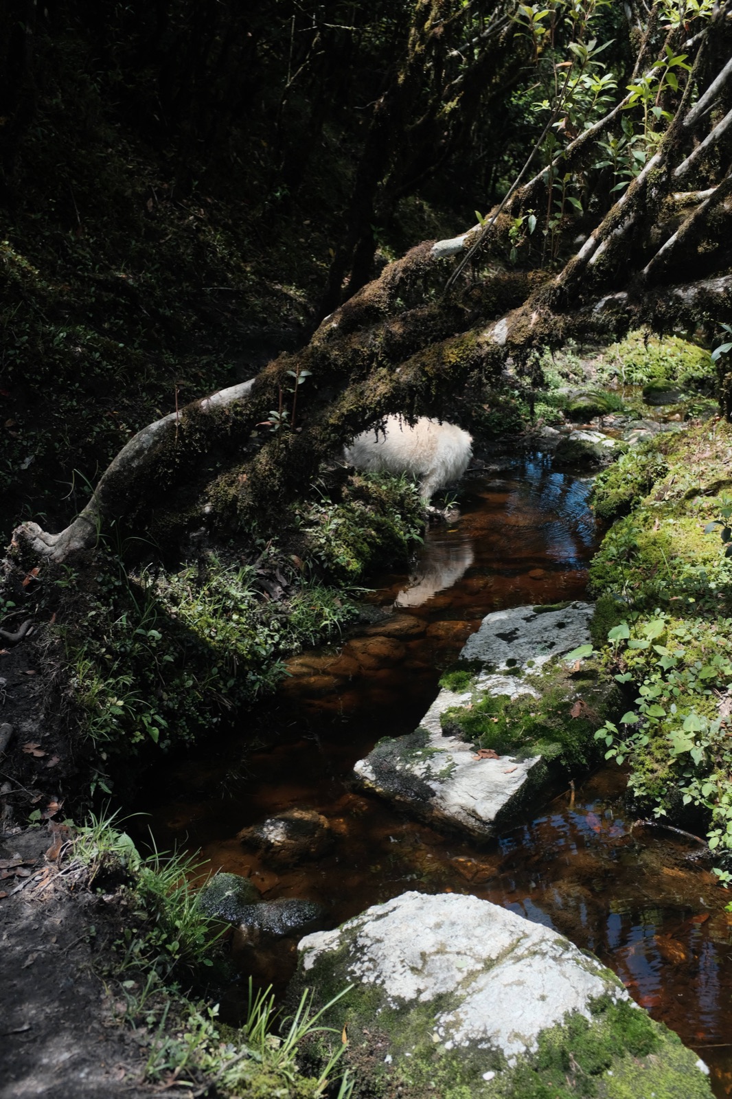 Hanhan's Ailao Mountain Forest Hiking (2-Day Trip) 4