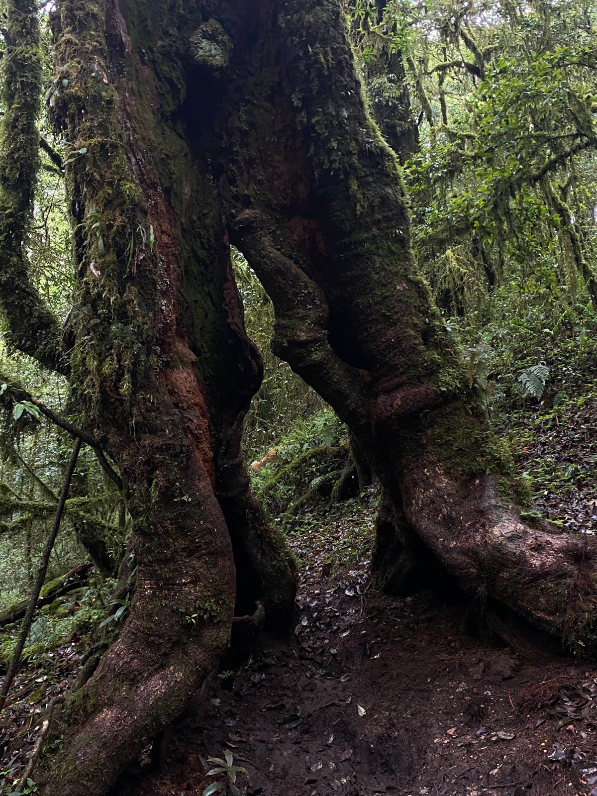 Hanhan's Ailao Mountain Forest Hiking (2-Day Trip) 5