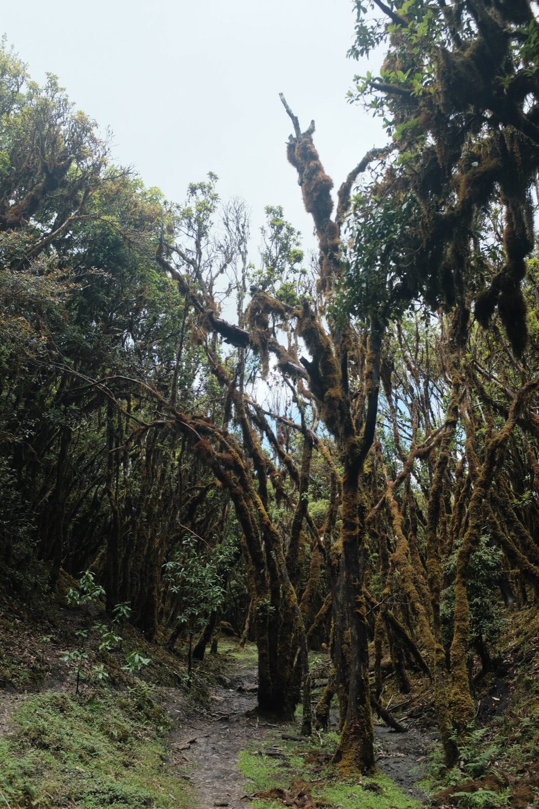 Hanhan's Ailao Mountain Forest Hiking (2-Day Trip) 7
