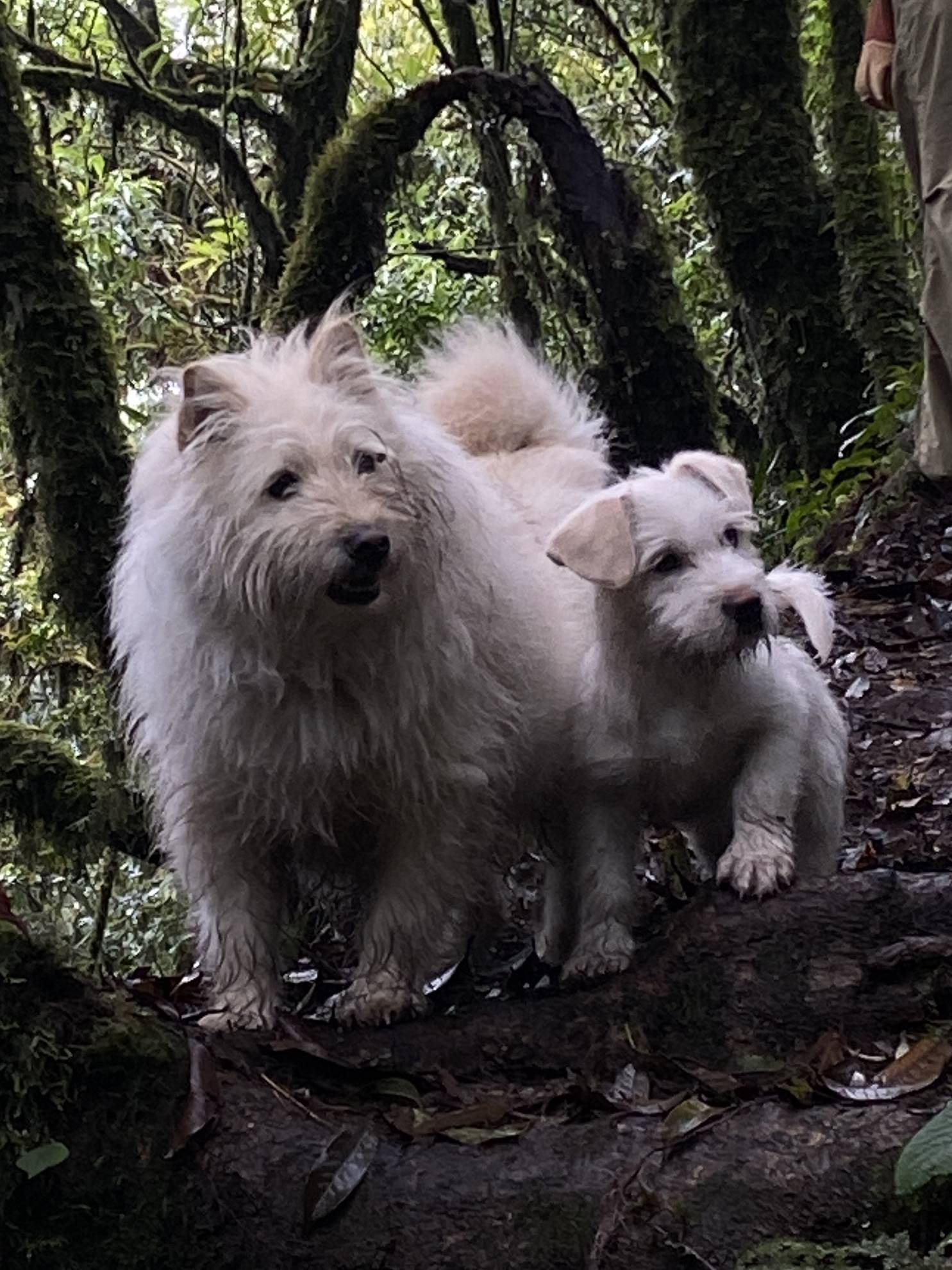 Hanhan's Ailao Mountain Forest Hiking (2-Day Trip) 14