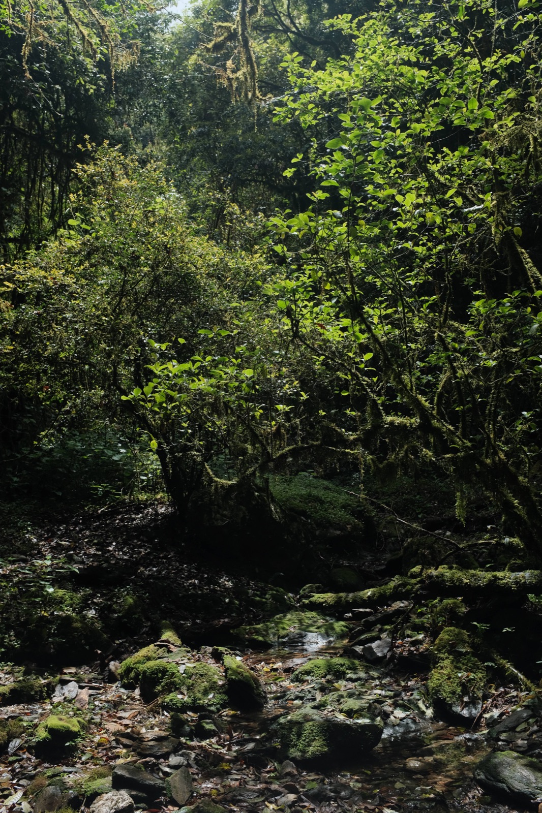 Hanhan's Ailao Mountain Forest Hiking (2-Day Trip) 19