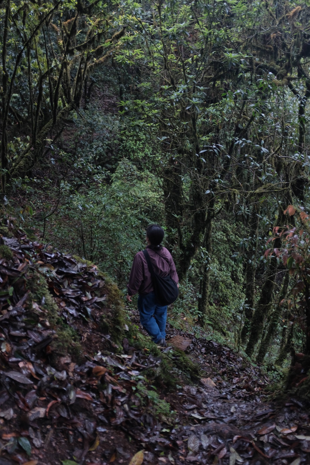 Hanhan's Ailao Mountain Forest Hiking (2-Day Trip) 20