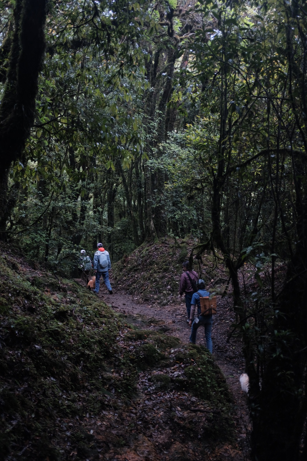 Hanhan's Ailao Mountain Forest Hiking (2-Day Trip) 21