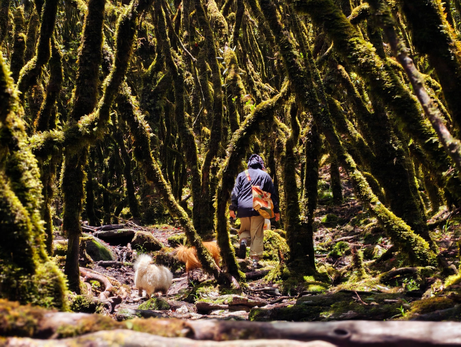 Hanhan's Ailao Mountain Forest Hiking (2-Day Trip) 25
