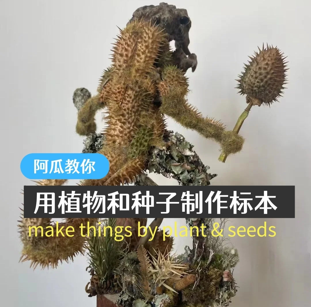 อากัว | 制作植物昆虫标本