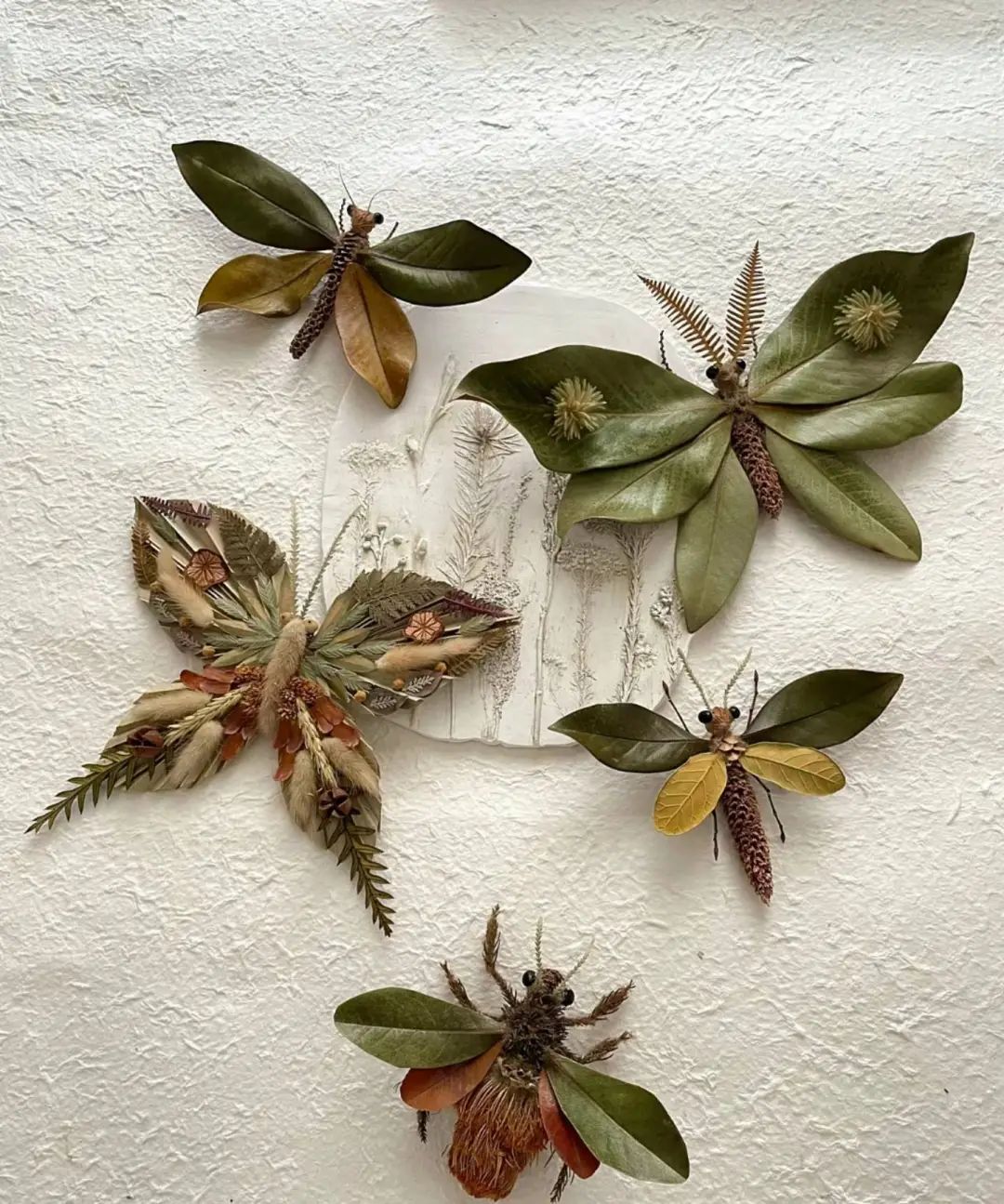 阿瓜｜植物と昆虫の標本作り 6