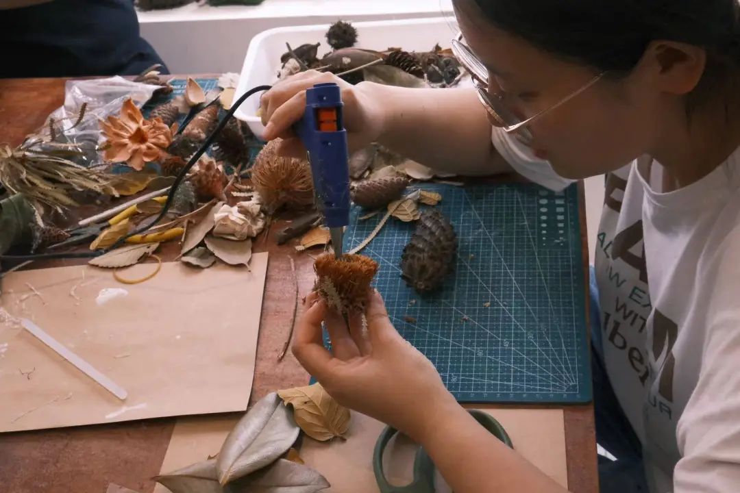 阿瓜｜植物と昆虫の標本作り 12