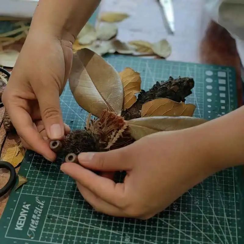 阿瓜｜植物と昆虫の標本作り 13